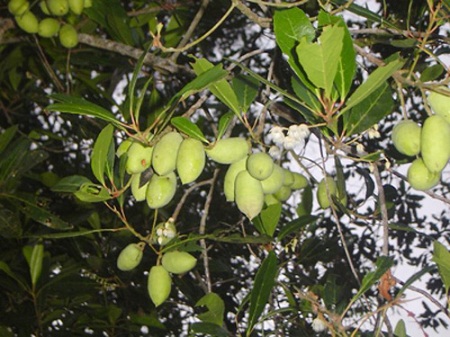Cây Cà na. Elaeocarpus hygrophilus Kurz - Cây Thuốc Nam Quanh Ta